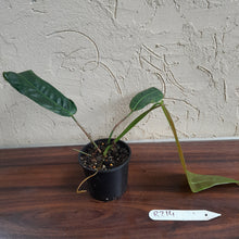 Load image into Gallery viewer, #R214 Philodendron Patriciae