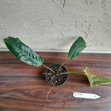 Load image into Gallery viewer, #R214 Philodendron Patriciae