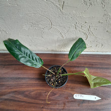 Load image into Gallery viewer, #R214 Philodendron Patriciae