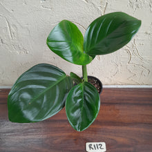 Load image into Gallery viewer, #R112 Philodendron Palaciosii