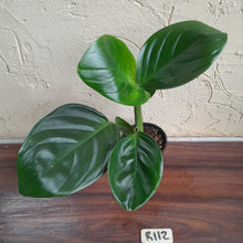 Load image into Gallery viewer, #R112 Philodendron Palaciosii