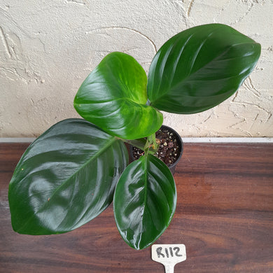 #R112 Philodendron Palaciosii