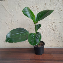 Load image into Gallery viewer, #R112 Philodendron Palaciosii