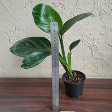 Load image into Gallery viewer, #R112 Philodendron Palaciosii