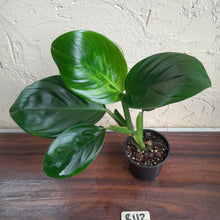 Load image into Gallery viewer, #R112 Philodendron Palaciosii