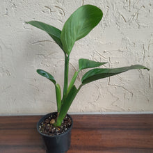 Load image into Gallery viewer, #R112 Philodendron Palaciosii
