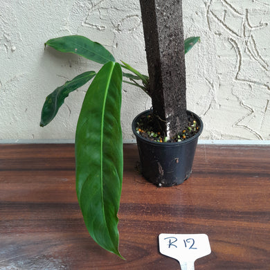 #R12 Philodendron Patriciae