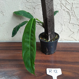 #R12 Philodendron Patriciae