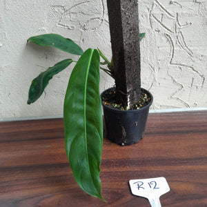 #R12 Philodendron Patriciae