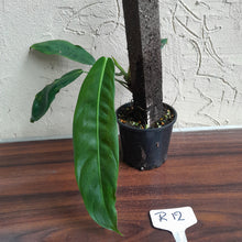 Load image into Gallery viewer, #R12 Philodendron Patriciae