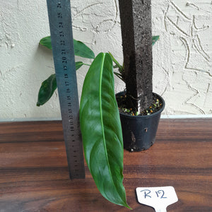 #R12 Philodendron Patriciae