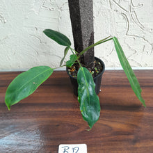Load image into Gallery viewer, #R12 Philodendron Patriciae