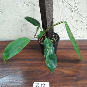 #R12 Philodendron Patriciae