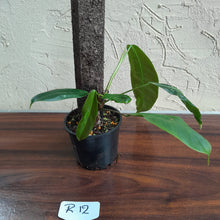 Load image into Gallery viewer, #R12 Philodendron Patriciae