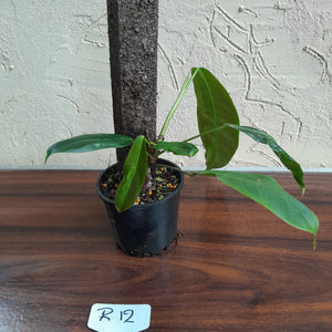 #R12 Philodendron Patriciae