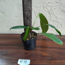 Load image into Gallery viewer, #R12 Philodendron Patriciae