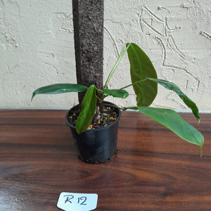 #R12 Philodendron Patriciae
