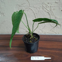Load image into Gallery viewer, #R778 Anthurium Warocqueanum