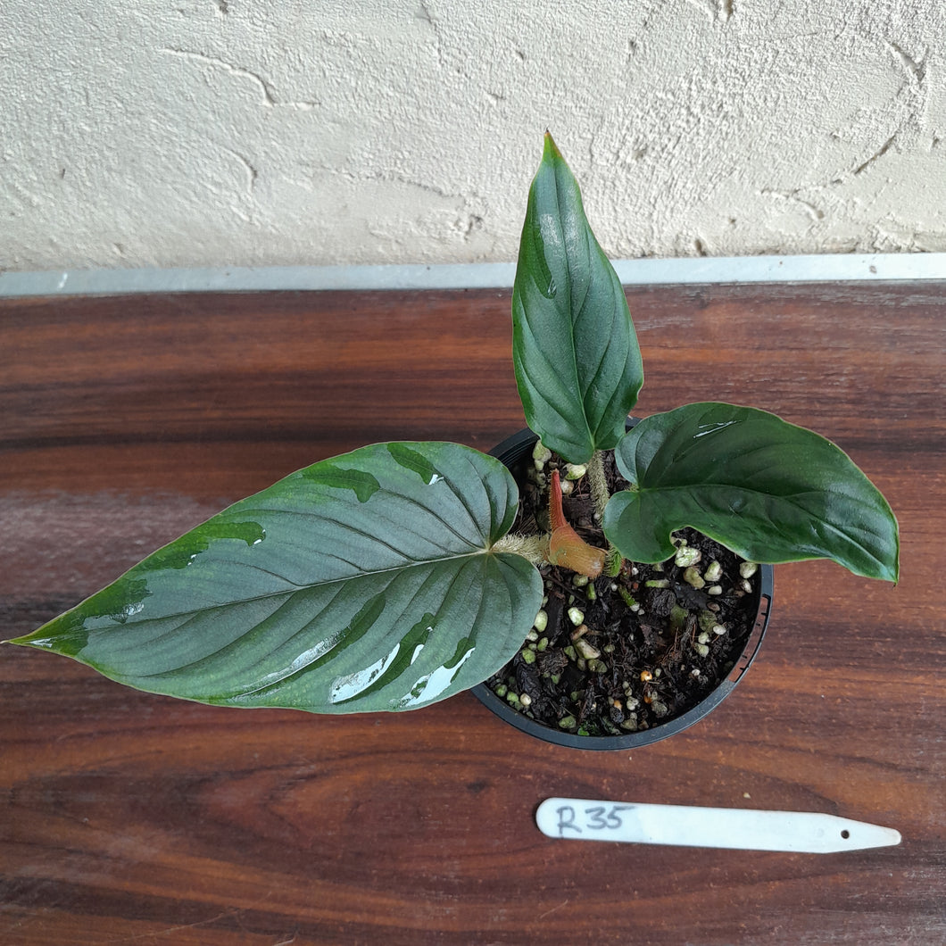 #R35 Philodendron Serpens