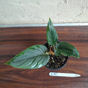 #R35 Philodendron Serpens