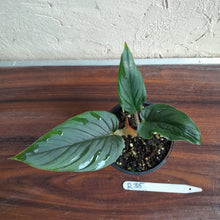 Load image into Gallery viewer, #R35 Philodendron Serpens