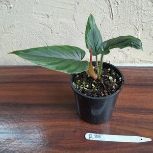 #R35 Philodendron Serpens