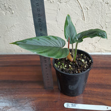 Load image into Gallery viewer, #R35 Philodendron Serpens