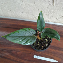 Load image into Gallery viewer, #R35 Philodendron Serpens