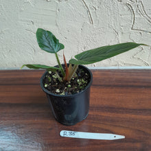 Load image into Gallery viewer, #R35 Philodendron Serpens