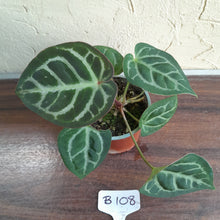 Load image into Gallery viewer, #B108 Anthurium Hilders Crystallinum