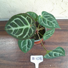 Load image into Gallery viewer, #B108 Anthurium Hilders Crystallinum