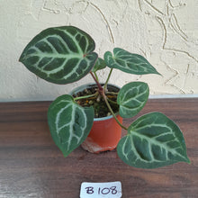 Load image into Gallery viewer, #B108 Anthurium Hilders Crystallinum