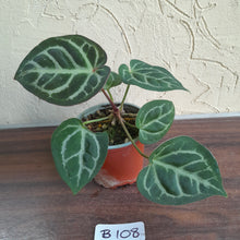 Load image into Gallery viewer, #B108 Anthurium Hilders Crystallinum