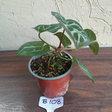 Load image into Gallery viewer, #B108 Anthurium Hilders Crystallinum