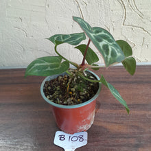 Load image into Gallery viewer, #B108 Anthurium Hilders Crystallinum