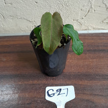 Load image into Gallery viewer, #G27 Anthurium Midnight Velvet