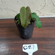 Load image into Gallery viewer, #G27 Anthurium Midnight Velvet