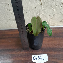 Load image into Gallery viewer, #G27 Anthurium Midnight Velvet