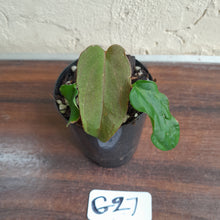 Load image into Gallery viewer, #G27 Anthurium Midnight Velvet