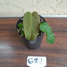 Load image into Gallery viewer, #G27 Anthurium Midnight Velvet