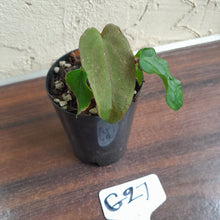 Load image into Gallery viewer, #G27 Anthurium Midnight Velvet