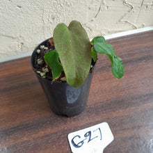 Load image into Gallery viewer, #G27 Anthurium Midnight Velvet
