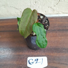Load image into Gallery viewer, #G27 Anthurium Midnight Velvet