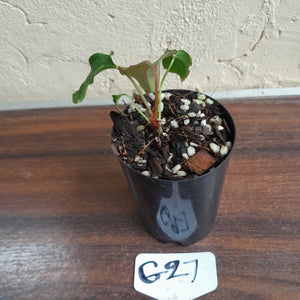 #G27 Anthurium Midnight Velvet