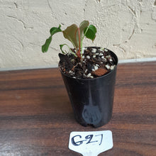Load image into Gallery viewer, #G27 Anthurium Midnight Velvet
