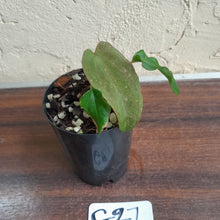 Load image into Gallery viewer, #G27 Anthurium Midnight Velvet