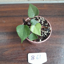 Load image into Gallery viewer, #B61 Anthurium Berriozabalense