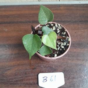 #B61 Anthurium Berriozabalense