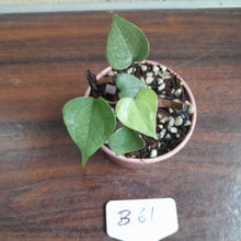 Load image into Gallery viewer, #B61 Anthurium Berriozabalense