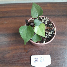 Load image into Gallery viewer, #B61 Anthurium Berriozabalense